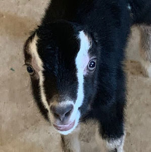 Meet your Posher, Student ava